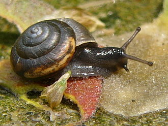 An individual of Trochulus hispidus, a stylommatophoran land snail in the family Hygromiidae within the Helicoidea. Trochulus hispidus live.jpg