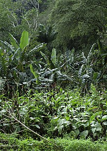 熱帯雨林の植物と動物