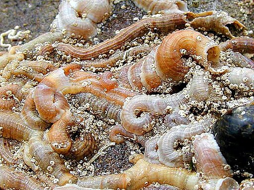 Tube worm shells ocean