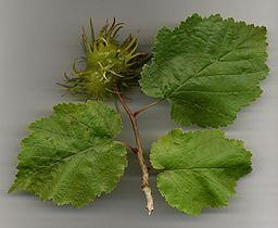 Corylus colurna