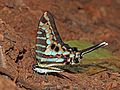 * Nomination Turquoise-spotted swallowtail (Graphium policenes), Ghana --Charlesjsharp 21:15, 19 April 2017 (UTC) * Promotion Good quality. --Uoaei1 03:57, 20 April 2017 (UTC)