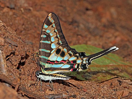 ไฟล์:Turquoise-spotted swallowtail (Graphium policenes) underside.jpg