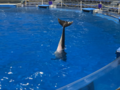 Tursiops truncatus di Aqua park.png