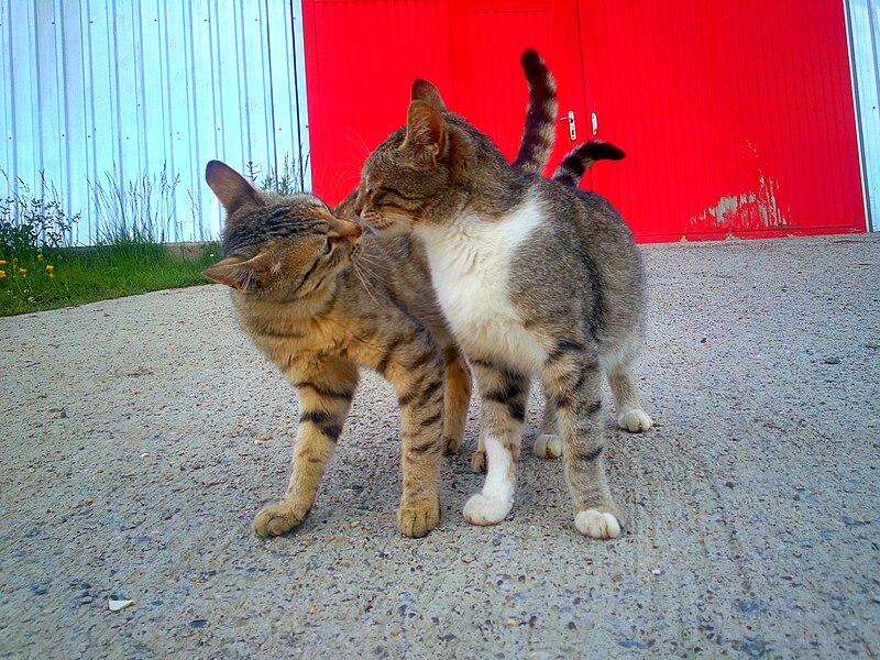 File:Two cats sniffing noses, Azerbaijan.jpg