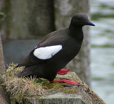 Foto van een Zwarte Zeekoet