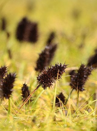 <i>Carex macrocephala</i> Species of plant in the genus Carex