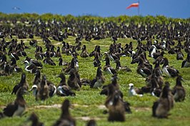 Laysanalbatrossen op Midway