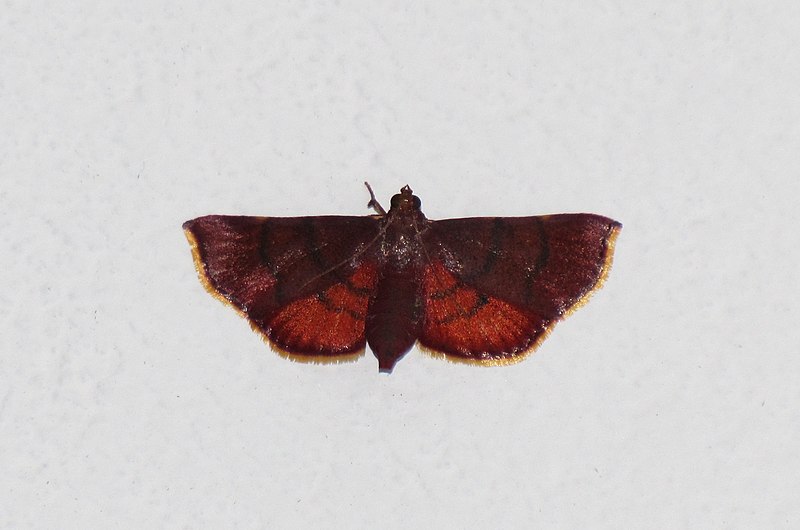 File:Unidentified moth 6820.JPG