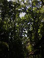 Uruapan national park trees