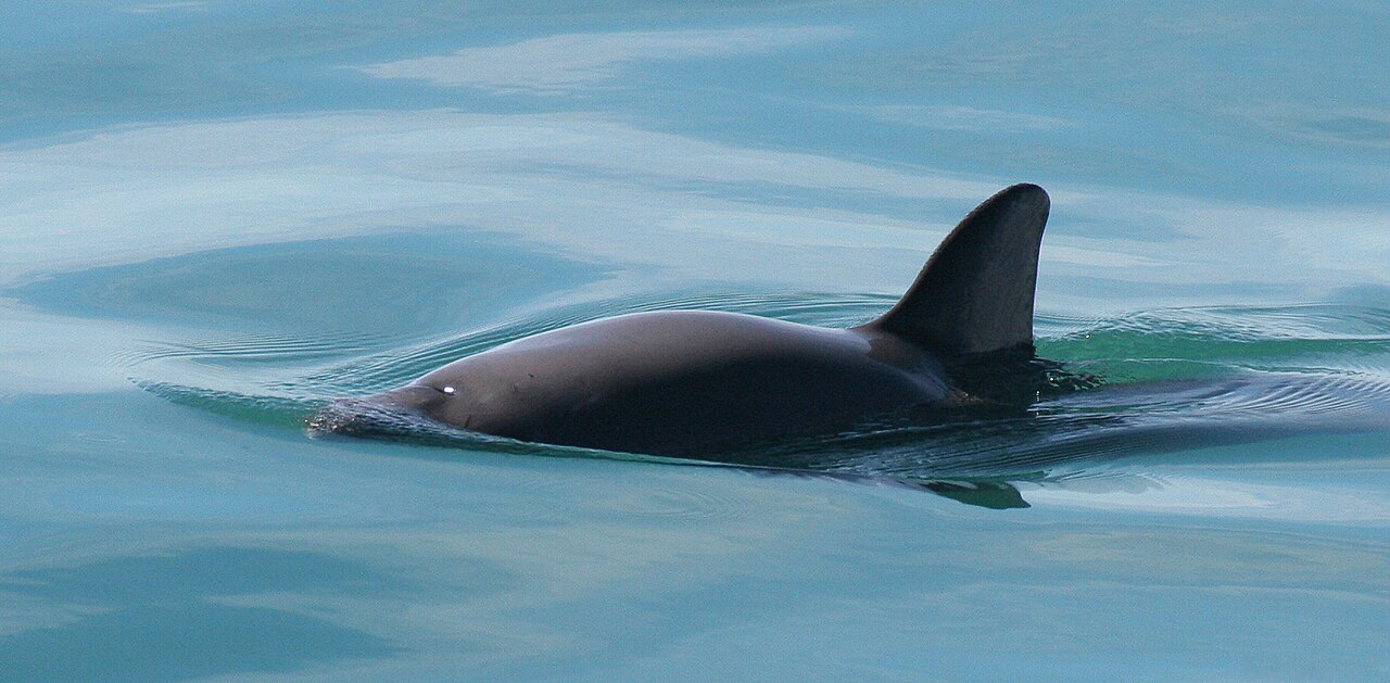 Vaquita4 Olson NOAA.jpg