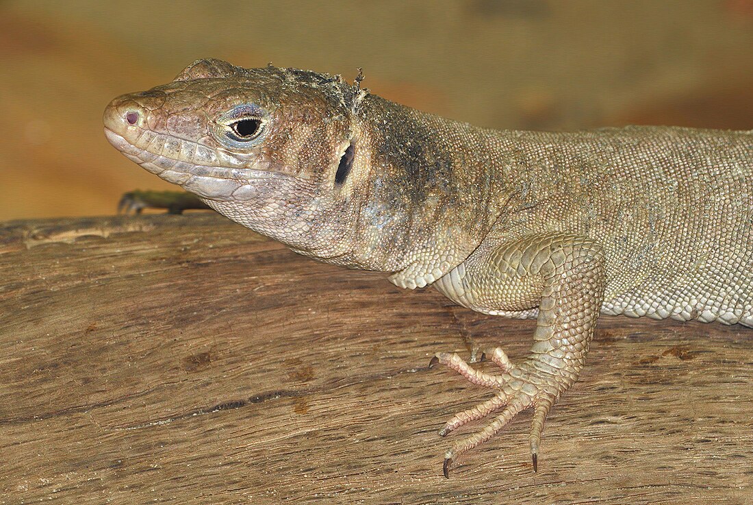 Varanus acanthurus