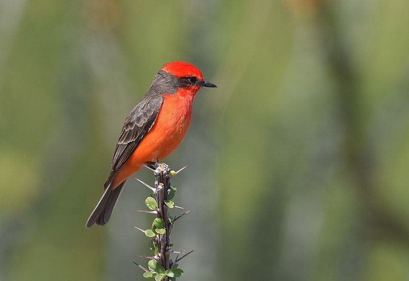 File:Vermilion Flycatcher (33673211760).jpg