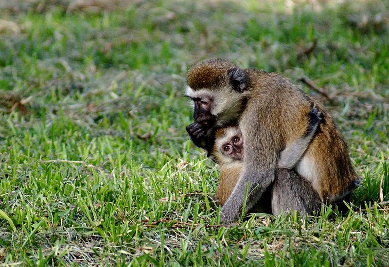 File:Vervet monkey with young.jpg