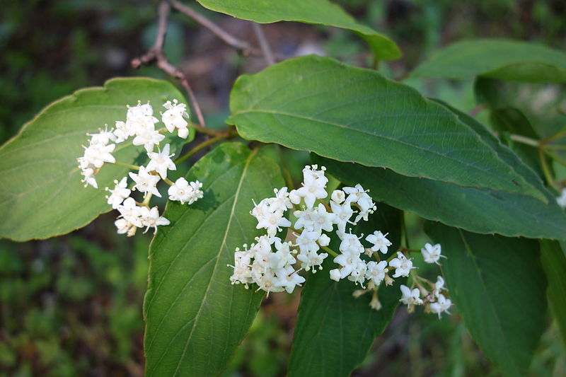 File:Viburnum setigerum 'Aurantiacum' - Arnold Arboretum - DSC06831.JPG