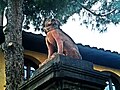 Dog statue at the entrance