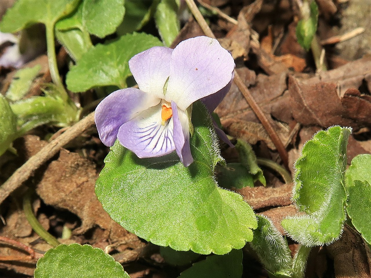 https://upload.wikimedia.org/wikipedia/commons/thumb/6/65/Viola_hondoensis_2.JPG/1280px-Viola_hondoensis_2.JPG