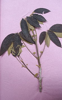 Vitex cymosa Bert. ex Spreng. (6452179621) .jpg