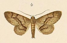 Voeltzkow-pl.6-fig.04-Cleora transversaria (Pagenstecher, 1907) .JPG