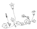Wahlenbergia hederacea Drawing by Elly Waterman