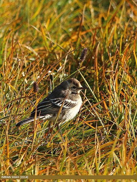 File:Water Pipit (Anthus spinoletta) (15709056960).jpg