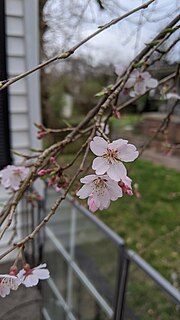 Thumbnail for File:Weeping cherry blossom.jpg