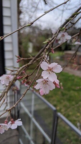 File:Weeping cherry blossom.jpg