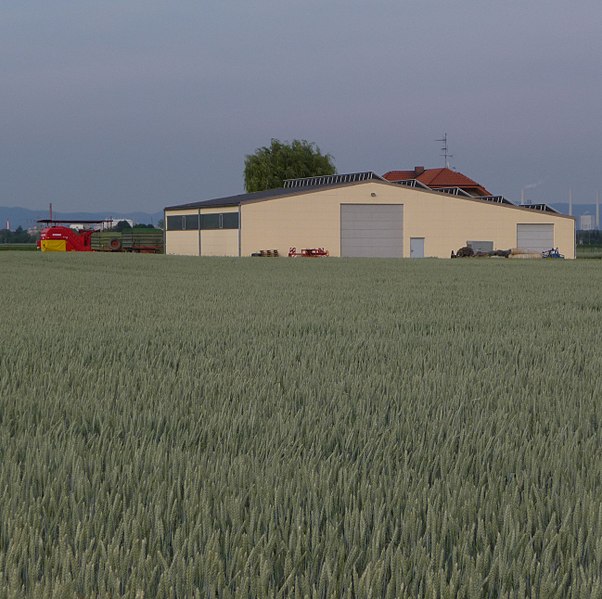 File:Weizenfeld bei Maudach - panoramio.jpg