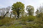 Welsh Wood