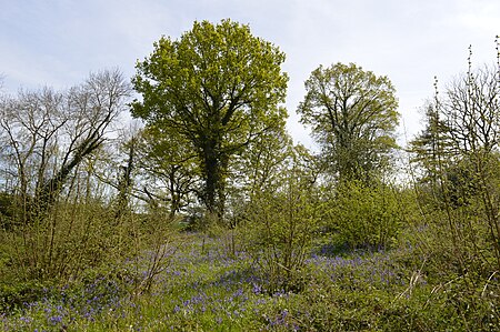 Welsh Wood 9