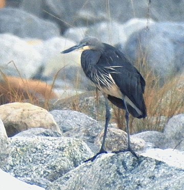 White-bellied heron