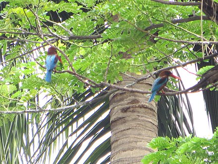 Pair of White-throated Kingfishers