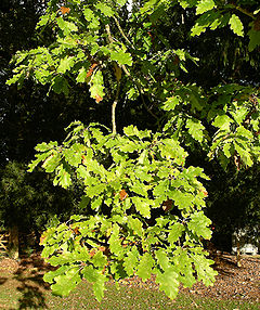 White oak foliage.JPG