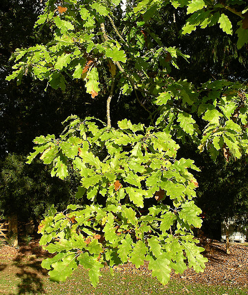 File:White oak foliage.JPG