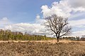 * Nomination Wijnjeterper Schar, Natura 2000 area of Friesland province. Solitaire oak on heath field. --Famberhorst 17:07, 18 May 2017 (UTC) * Promotion Good quality. --XRay 18:07, 18 May 2017 (UTC)