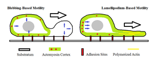 <span class="mw-page-title-main">Amoeboid movement</span> Mode of locomotion in eukaryotic cells