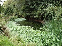 Yaban hayatı göleti - Magnolia Park, Hawkwell - geograph.org.uk - 229906.jpg