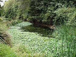 Wildlife pond - Magnolia Park, Hawkwell - geograph.org.uk - 229906.jpg