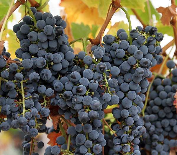 Grapes ripening on the vine.