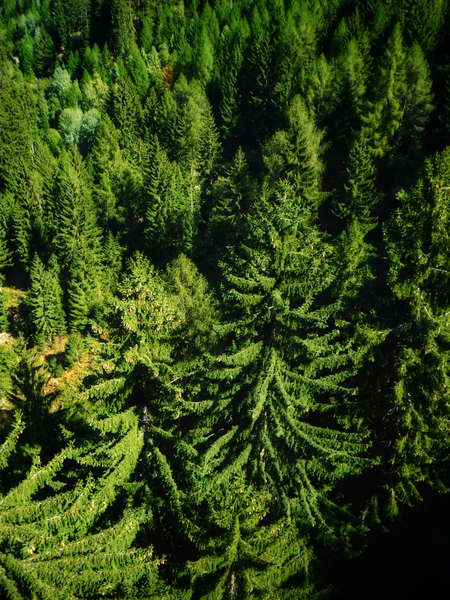 File:Wood in Val Venosta in Italy photo by Giovanni Ussi (43).webp