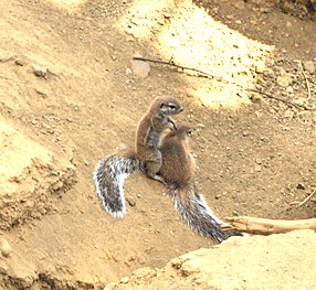 Xerus inauris.JPG