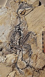 Yanornis STM9-52.jpg