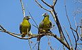 Yellow footed Green Pigeons in Gir forest.jpg