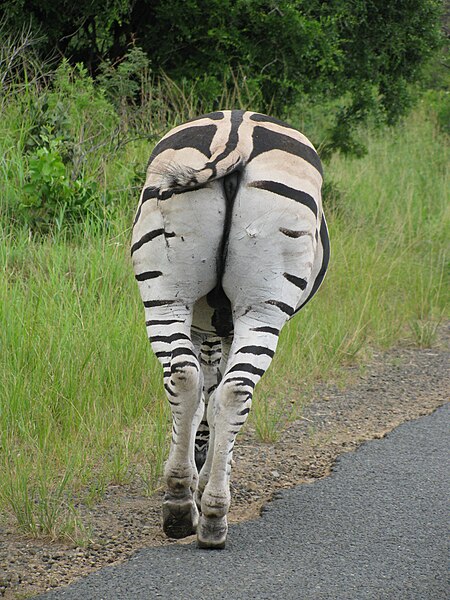File:Zebra back side.JPG