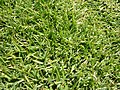 Feuillage de Zoysia Tenuifolia