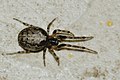 female Zygiella x-notata from Commanster, Belgian High Ardennes (50°15′20″N 5°59′58″E﻿ / ﻿50.2556°N 5.99944°E﻿ / 50.2556; 5.99944).