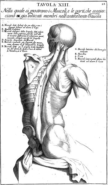 File:"Anatomia per uso...del disegno...", B. Genga, 1691 Wellcome L0009691.jpg