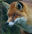 Category:Vulpes vulpes in zoos - Wikimedia Commons