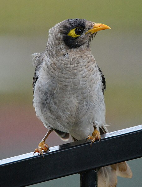 File:(1)Noisy miner 013.jpg