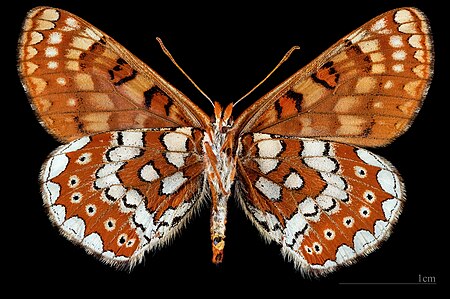 Tập_tin:(MHNT)_Euphydryas_aurinia_beckeri_-_Calar_Alto,_Andalousie,_Espagne_-_female_ventral.jpg