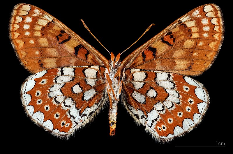 File:(MHNT) Euphydryas aurinia beckeri - Calar Alto, Andalousie, Espagne - female ventral.jpg